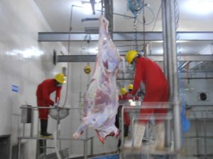 Home Saifi Group of Companies, Halal Meat Exporters in Pakistan.