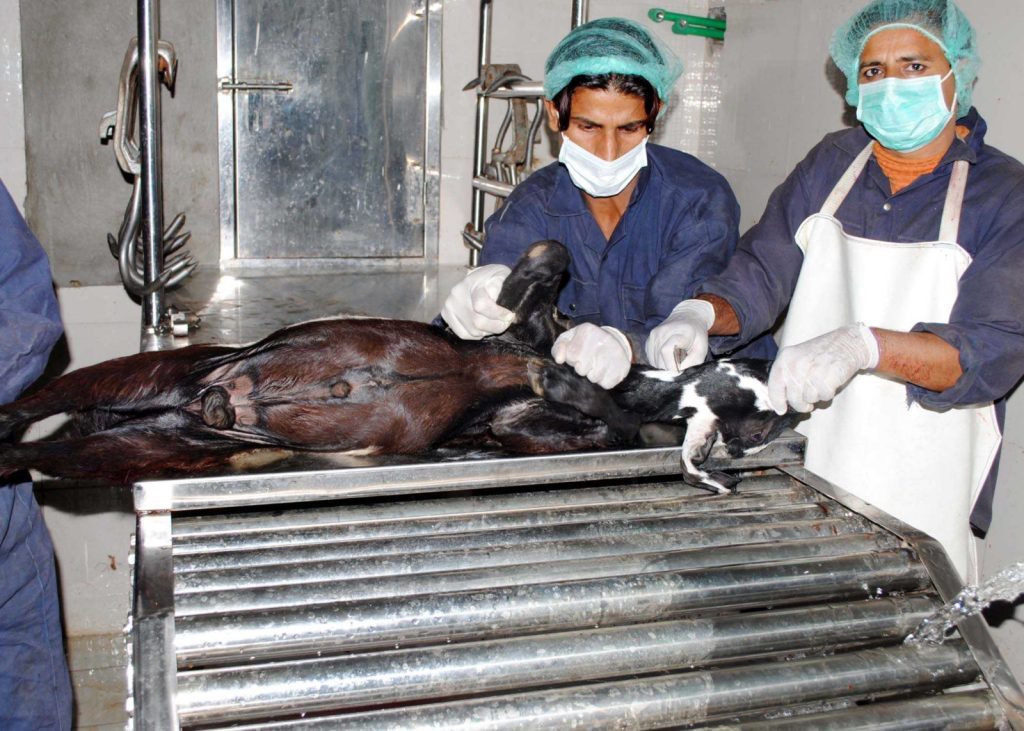 Home Meat Exporters in Pakistan