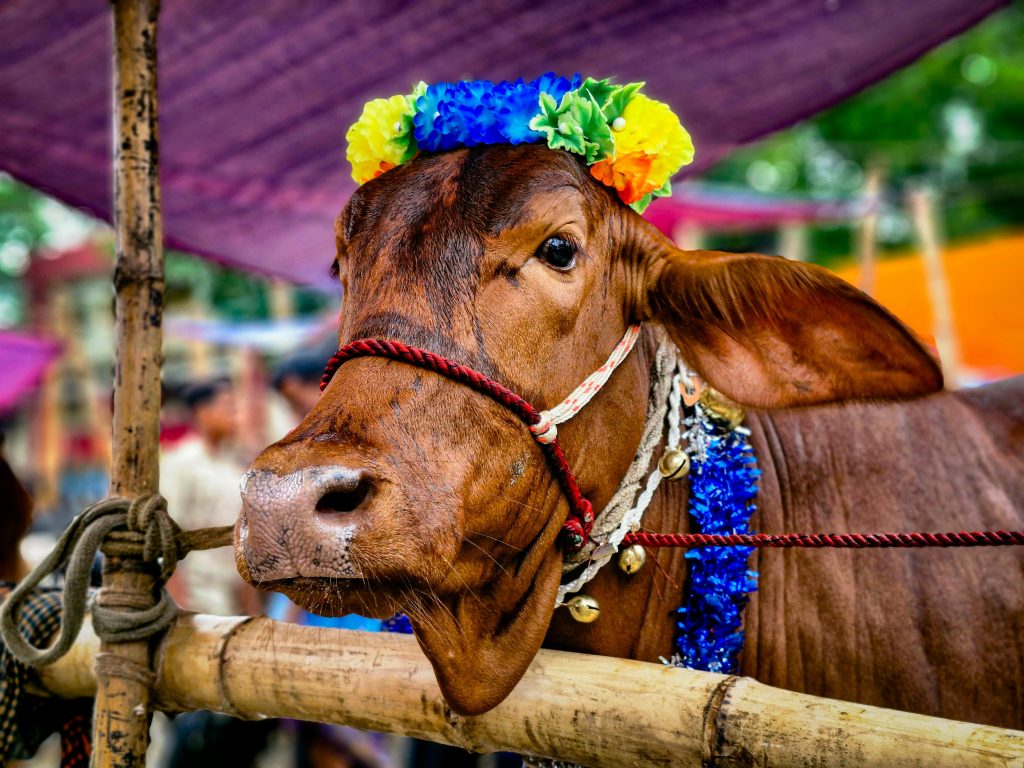 A beautifully adorned cow with colorful garlands observed at an outdoor festival.
