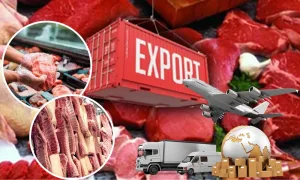 meat export